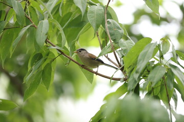 The blue-winged minla (Actinodura cyanouroptera aglae), also known as the blue-winged siva, is a species of bird in the family Leiothrichidae. This photo was taken in North India.