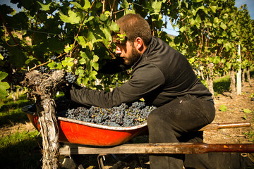 Harvesting grapes in a vineyard during autumn as a worker carefully picks ripe fruit
