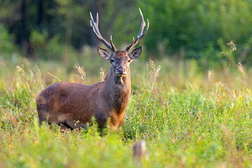 Samiec jelenia szlachetnego (Cervus elaphus) podczas rykowiska