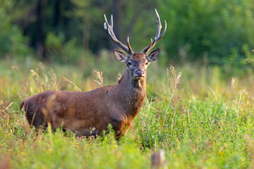 Samiec jelenia szlachetnego (Cervus elaphus) podczas rykowiska © Grzegorz