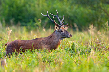 Samiec jelenia szlachetnego (Cervus elaphus) podczas rykowiska © Grzegorz