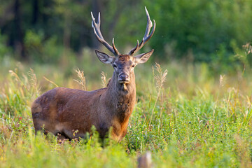 Samiec jelenia szlachetnego (Cervus elaphus) podczas rykowiska