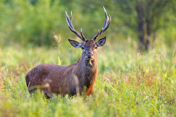 Samiec jelenia szlachetnego (Cervus elaphus) podczas rykowiska © Grzegorz