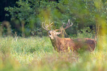 Samiec jelenia szlachetnego (Cervus elaphus) podczas rykowiska © Grzegorz