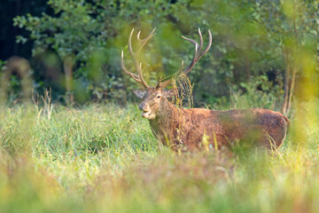 Samiec jelenia szlachetnego (Cervus elaphus) podczas rykowiska © Grzegorz