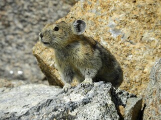  close up of a cute american pika perched on a granite boulder on a summer day along upper straight creek trail in summit county near the eisenhower tunnel in the rocky mountains of colorado