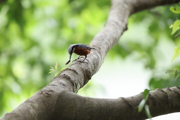The chestnut-bellied nuthatch (Sitta cinnamoventris almorae) is a species of bird belonging to the family Sittidae. This photo was taken in North India.