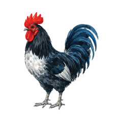 Realistic rooster farm bird watercolor illustration isolated on white