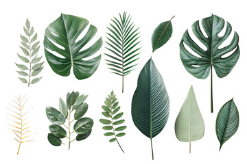 Collection of various tropical leaves.  Different shapes, sizes, and shades of green