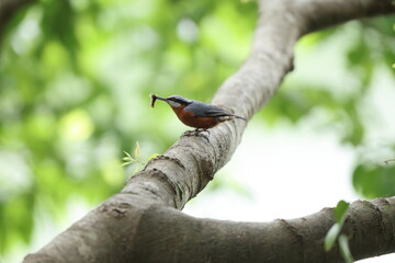 The chestnut-bellied nuthatch (Sitta cinnamoventris almorae) is a species of bird belonging to the family Sittidae. This photo was taken in North India.