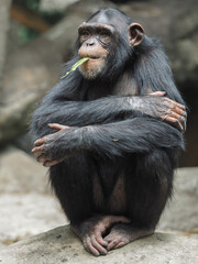 Chimpanzee relaxing and showing funny expression and behavior.