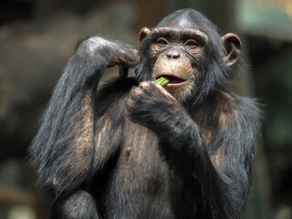 Chimpanzee relaxing and showing funny expression and behavior.