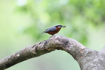 The chestnut-bellied nuthatch (Sitta cinnamoventris almorae) is a species of bird belonging to the family Sittidae. This photo was taken in North India.
