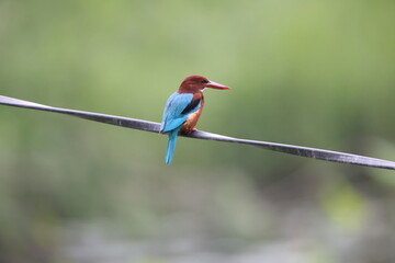 The white-throated kingfisher (Halcyon smyrnensis smyrnensis) also known as the white-breasted kingfisher is a tree kingfisher. This photo was taken in North India.