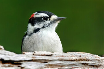 Male Downy Woodpecker closeup.