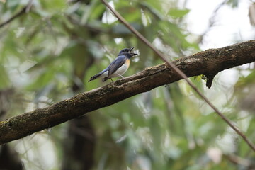 The blue-throated blue flycatcher (Cyornis rubeculoides) is a small passerine bird in the flycatcher family, Muscicapidae. This photo was taken in North India.