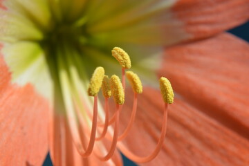 Close-Up of Orange Amaryllis Flower with Stamens, beautiful nature pattern