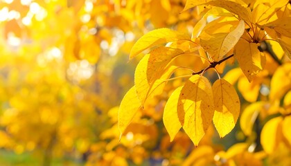 Obraz premium Golden canopy illuminating tranquil autumn day with backlit yellow leaves