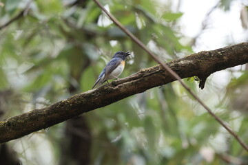 Obraz premium The blue-throated blue flycatcher (Cyornis rubeculoides) is a small passerine bird in the flycatcher family, Muscicapidae. This photo was taken in North India.
