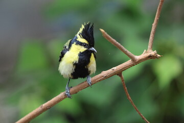 Obraz premium Himalayan black-lored tit (Machlolophus xanthogenys), also known as simply black-lored tit, is a passerine bird in the tit family Paridae.