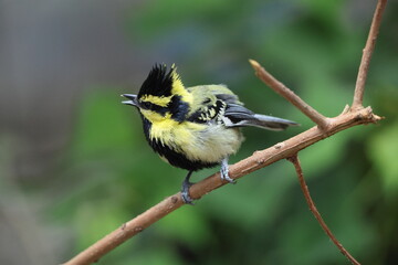 Himalayan black-lored tit (Machlolophus xanthogenys), also known as simply black-lored tit, is a passerine bird in the tit family Paridae.