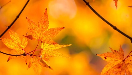 Autumnal maple leaves in vibrant orange and gold