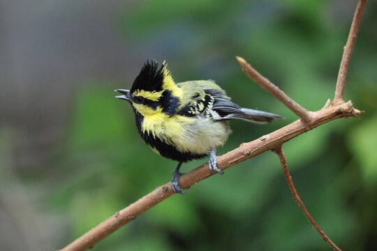 Himalayan black-lored tit (Machlolophus xanthogenys), also known as simply black-lored tit, is a passerine bird in the tit family Paridae.