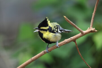 Himalayan black-lored tit (Machlolophus xanthogenys), also known as simply black-lored tit, is a passerine bird in the tit family Paridae.