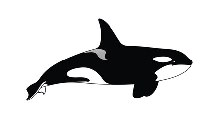 Isolated illustration depicting an orca in black and white against a white background minimalist style with clear outlines and distinctive markings