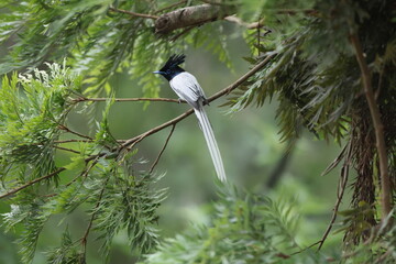 The Indian paradise flycatcher (Terpsiphone paradisi) is a medium-sized passerine bird native to Asia.