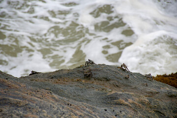 Sea Crabs on Rock Facing the Waves – Coastal Wildlife