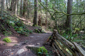 forest trail with trees in the background in the park. Sunny time in spring big forest park