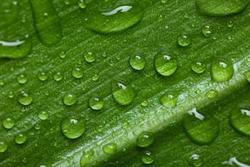 Texture of green leaf with water drops, closeup view