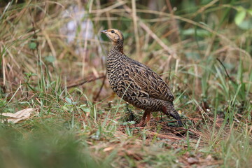 The black francolin (Francolinus francolinus asiae ) is a gamebird in the pheasant family Phasianidae of the order Galliformes. This photo was taken in North India.