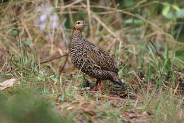The black francolin (Francolinus francolinus asiae ) is a gamebird in the pheasant family Phasianidae of the order Galliformes. This photo was taken in North India.