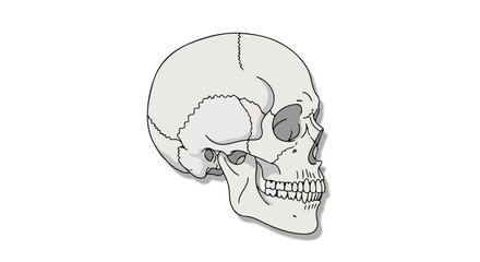 Anatomical illustration of a human skull highlighting cranial and facial bone structures with detailed shading and contouring for educational purposes
