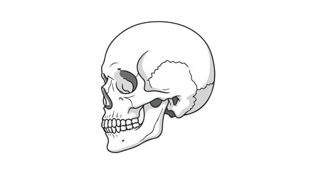 Detailed Illustration of a Human Skull Showing Bone Structure and Anatomical Features