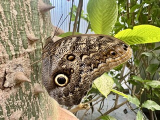 Close up of an owl butterfly with eye spots on tree bark surrounded by green leaves