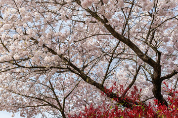 White Blossom flowers on the tree. Beautiful large white flowers opened on branches of profusely blooming