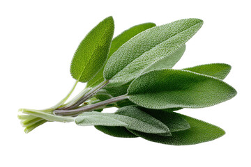 Obraz premium Fresh sage leaves clustered on stems