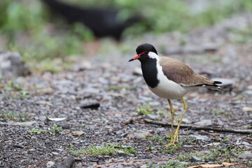 The red-wattled lapwing (Vanellus indicus indicus) is an Asian lapwing or large plover, a wader in the family Charadriidae. This photo was taken in North India.