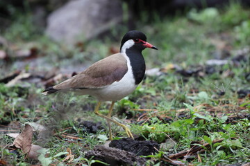 The red-wattled lapwing (Vanellus indicus indicus) is an Asian lapwing or large plover, a wader in the family Charadriidae. This photo was taken in North India.