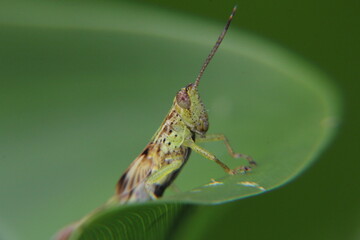 Photografi category macro - Grasshopper