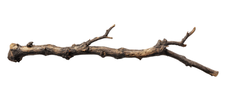 A long, brown branch, extending horizontally