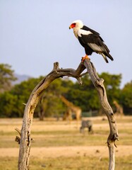 White-backed vulture perched on a dead branch in a savanna