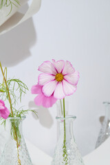 Cosmos bipinnatus (Garden Cosmos) Pink Flowers in Minimalist Studio Arrangement
