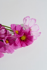 Obraz premium Cosmos bipinnatus (Garden Cosmos) Mixed Pink and White Flowers in Artistic Flat Lay Composition 