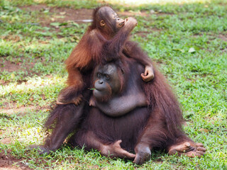 Baby and Mother Borneo Orang Utan playing and showing funny expression and affection