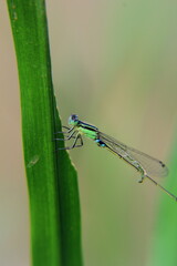 dragonfly on a green leaf  - Coenagrionidae 