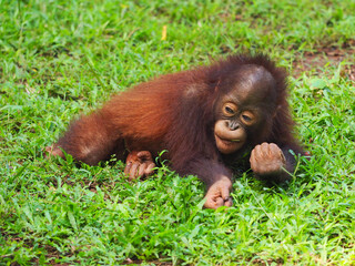 Baby Bornean Orang Utan playing and showing funny expression and behavior